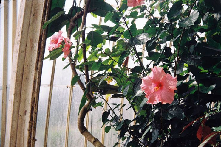 Hibiscus Leaves