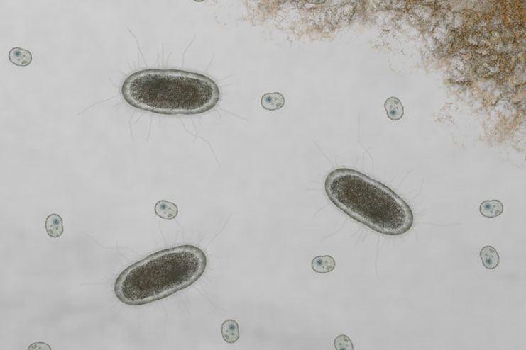 Protozoan infection