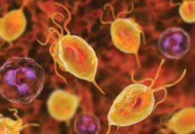 12 Symptoms Of Trichomoniasis That Help You Treat It Earlier 12 Symptoms Of Trichomoniasis That Help You Treat It Earlier