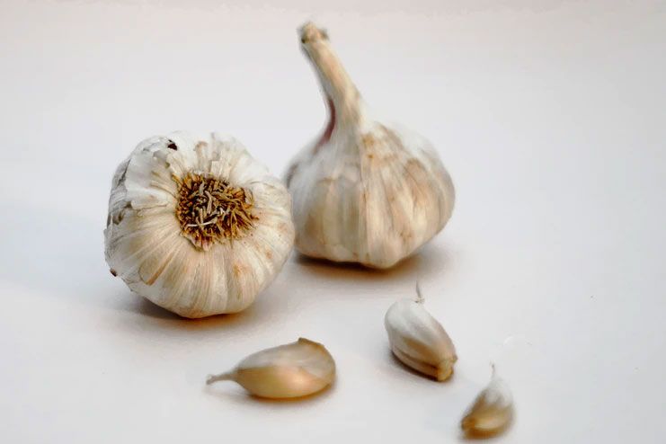 Garlic