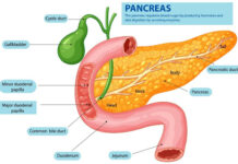 The Science of Insulin Sensitivity and Glucose Absorption The-Science-of-Insulin-Sensitivity