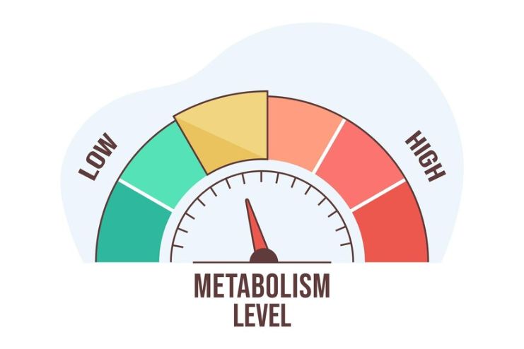 Understanding How Calorie Burning Works