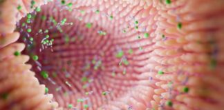 Can You Heal a Leaky Gut Naturally? Science-Backed Solutions for Better Gut Health Solutions for Better gut Health