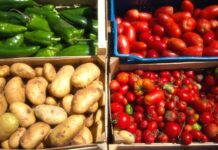 Are Nightshade Vegetables Bad for Your Gut? Are Nightshade Vegetables Bad for Your Gut