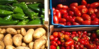 Are Nightshade Vegetables Bad for Your Gut? Are Nightshade Vegetables Bad for Your Gut