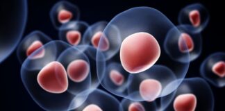 The Role of Heat Shock Proteins in Muscle Recovery and Longevity Heat Shock Proteins in Muscle Recovery and Longevity