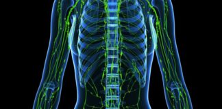 The Lymphatic System Detox – Simple Daily Habits for Better Circulation Lymphatic System Detox