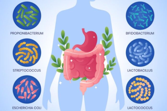 What Happens to your Gut