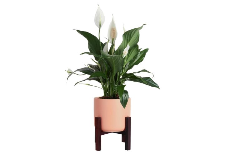 Add House plants
