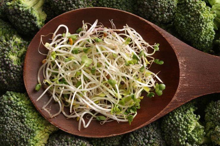 Best Sprouts for Belly Fat and Fat Loss