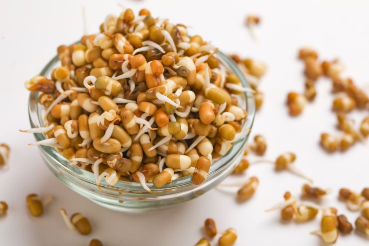 How to Make Sprouts at Home