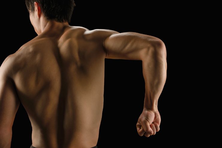 Understanding Muscle Growth