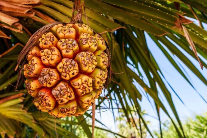 Health Benefits of Kewra Water