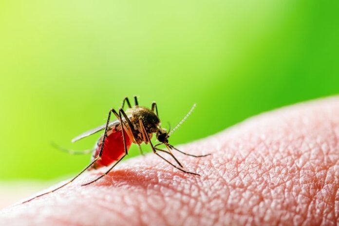 Malaria in Children
