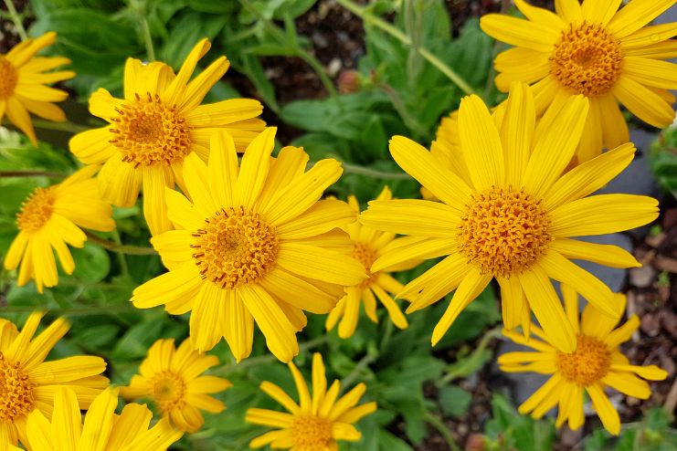 Try Arnica