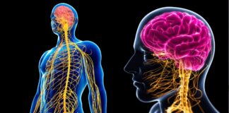 How to Practice “Nervous System Hygiene” in Your Daily Routine Nervous System Hygiene