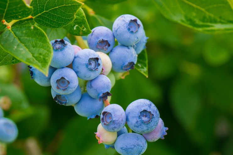 Vitex Chaste Tree Berry