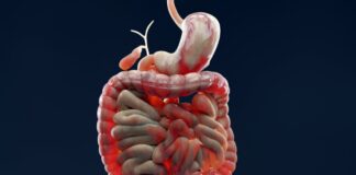 Why You Can’t Stop Craving Junk Food — Your Gut Bacteria May Be to Blame Your Gut Bacteria Affects Your Food Cravings