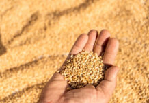 Is Shredded Wheat Healthy? Pros, Cons, and How It Fits Into a Balanced Diet Is Shredded Wheat Healthy