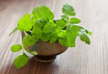 Lemon Balm for Weight Loss: Benefits, Research, and How to Use It Lemon Balm for Weight Loss