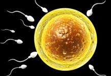 Best Foods to Support Ovulation and Hormone Balance Best Foods to Support Ovulation and Hormone Balance