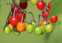 Do You Really Need to Avoid Nightshades for Inflammation? Do You Really Need to Avoid Nightshades for Inflammation