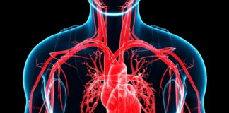 How to Strengthen Your Arteries Naturally: What Doctors Suggest for Better Heart Health How to Strengthen Your Arteries Naturally