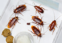 Why Cockroaches Are Dangerous to Your Health Why Cockroaches Are Dangerous to Your Health