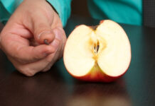 Are Apple Seeds Poisonous? What Science Really Says About Eating Them Are Apple Seeds Poisonous What Science Really Says About Eating Them
