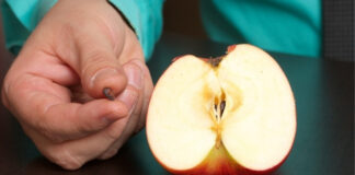 Are Apple Seeds Poisonous? What Science Really Says About Eating Them Are Apple Seeds Poisonous What Science Really Says About Eating Them