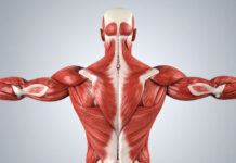 Can You Build Muscle on the Carnivore Diet? What Science and Experts Say Can You Build Muscle on the Carnivore Diet