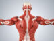 Can You Build Muscle on the Carnivore Diet? What Science and Experts Say Can You Build Muscle on the Carnivore Diet