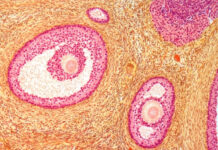 How Many Eggs Do You Have at 20, 30, and 40? What Fertility Science Says What Fertility Science Says