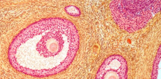How Many Eggs Do You Have at 20, 30, and 40? What Fertility Science Says What Fertility Science Says