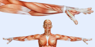 Natural Muscle Relaxers: Effective Options, How They Work and What to Know Natural Muscle Relaxers Effective Options How They Work and What to Know