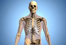 Understanding the Wide Ribcage: Causes, Implications, and Management Understanding the Wide Ribcage