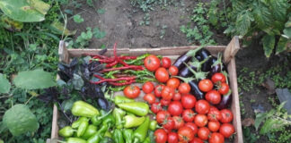 Organic vs. Non-Organic Food: Is It Really Healthier or Just Hype? Organic vs Non-Organic Food