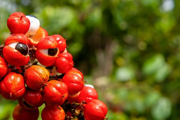 Guarana: Benefits, Uses, Side Effects, and How It Really Affects Energy Guarana Benefits Uses Side Effects