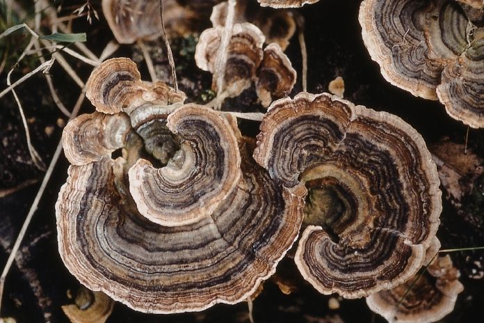 Turkey Tail Mushroom Benefits: Immune Support, Gut Health, and What the Science Says Turkey Tail Mushroom Benefits