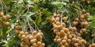 Health Benefits of Longan Fruit: Nutrition, Antioxidants, and How to Eat It Beyond the Cream