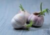 Can You Eat Sprouted Garlic? Safety, Taste Changes, and When to Toss It Can You Eat Sprouted Garlic