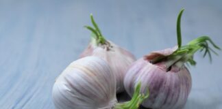 Can You Eat Sprouted Garlic? Safety, Taste Changes, and When to Toss It Can You Eat Sprouted Garlic