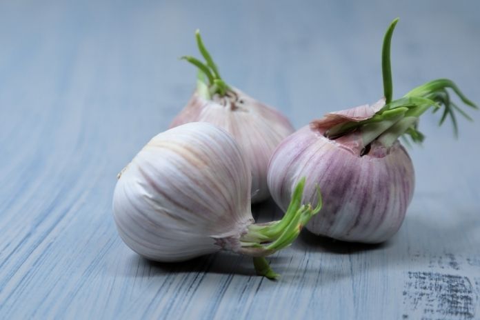 Can You Eat Sprouted Garlic Can You Eat Sprouted Garlic