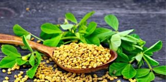 Fenugreek vs. Iron Supplements: What Works Better for Energy and Digestion Fenugreek vs. Iron Supplements