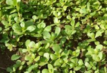 5 Health Benefits of Eating Purslane: Why This Overlooked Green Is Nutritionally Powerful Health Benefits of Eating Purslane
