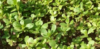 5 Health Benefits of Eating Purslane: Why This Overlooked Green Is Nutritionally Powerful Health Benefits of Eating Purslane