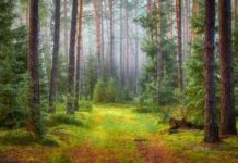 10 Health Benefits of Forest Bathing (Shinrin-Yoku) Health Benefits of Forest Bathing