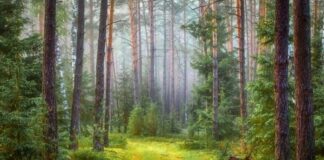 10 Health Benefits of Forest Bathing (Shinrin-Yoku) Health Benefits of Forest Bathing