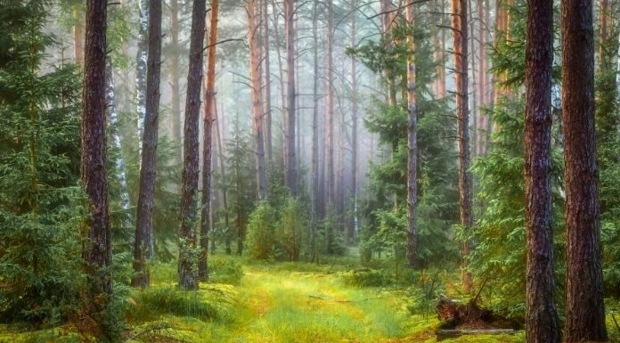 10 Health Benefits of Forest Bathing (Shinrin-Yoku) Health Benefits of Forest Bathing