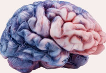 The 29% Edge: How High-Fat Dairy May Protect Your Brain’s Blood Vessels from Silent ‘Micro-Strokes’ How High-Fat Dairy May Protect Your Brain’s Blood Vessels from Silent Micro-Strokes